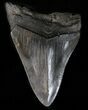 Bargain Megalodon Tooth - South Carolina #39258-1